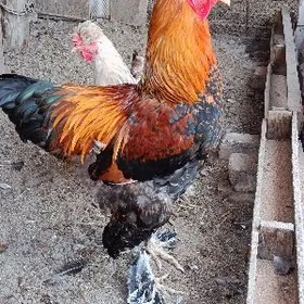 Брама голд хороз