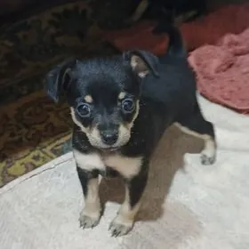 Той-терьер.Щенки.