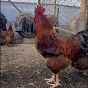 Ханхяп (Hanhyap) horoz