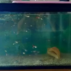 akwarýum balyklary bilen