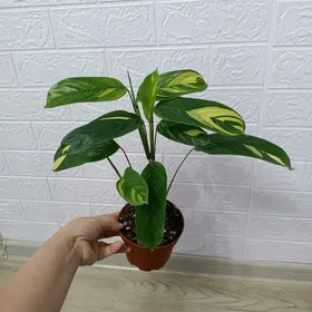 КТЕНАНТА ГОЛДЕН МОЗАИК