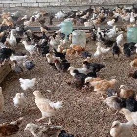 towuk jüÿje 2aÿlyk bahasy 30ma