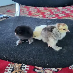 Brama jüje Брама