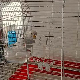 papugaý guş kletka b.n