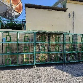 POPUGAÝ KARELLA KETEKLER