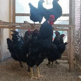 Джерси гигант юмуртгаGigant