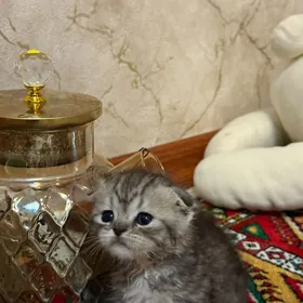 кошка вислоухая  pişik pishik