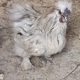 товшан туй карлик