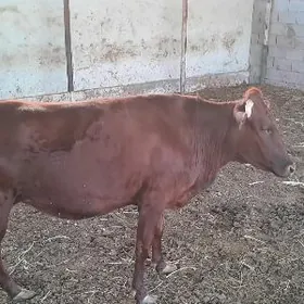 7 aýlyk bogaz sygyr