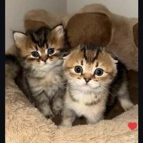 Домашние животные