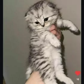 домашние животные