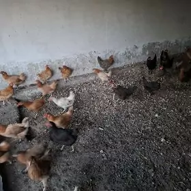 satlyk towuk horaz induk ordek