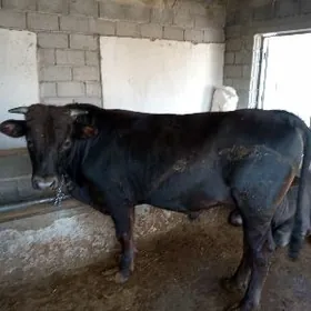 Şwet tohum öküzler