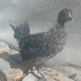 Towyk juyje broy brama garylan