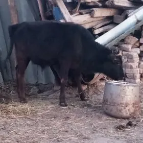 сатлык окиз