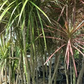 Драцена с ростом 2 метра