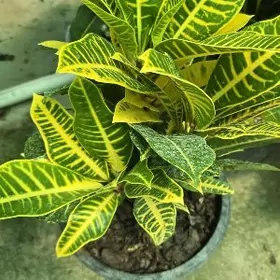 Кратон красивый