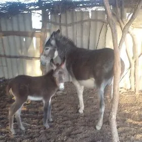 Eşek kürreli 2 sany