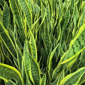 Сансаверия ростом до метра