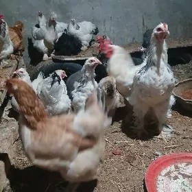 gigant balgadski myramyr