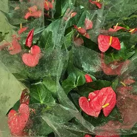 Мужское счастье