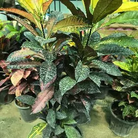 Цветы ростом 1метр 50см