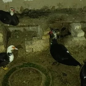 Ördek ýumurtga indigutga