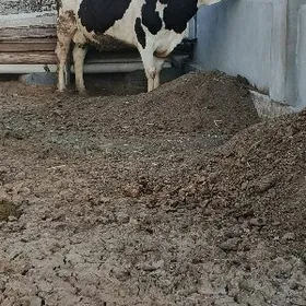 Galisteyin boğaz sygyr