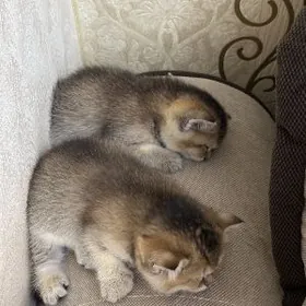 шотландскийе котята