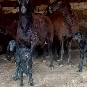 Гиссарры метис тохумы