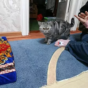 полосатый вислоухий шатланка