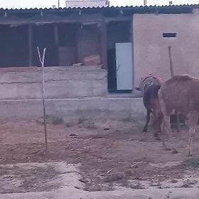 Düýe  köṣekli we goṣuk 2 ỳaṣar