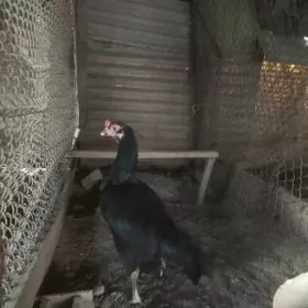 iki towuk horaz juje towuk j