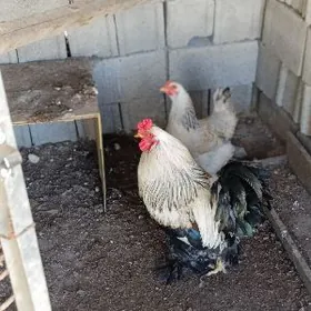 брама хораз балаклы