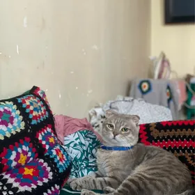 кошка в добрые руки