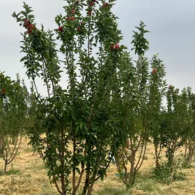 TAYYN BIZNES  miweli baglar