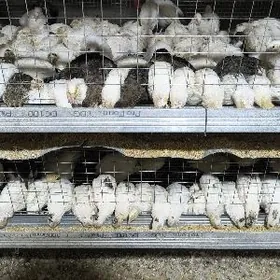 Tehas we Başga sort bedeneler