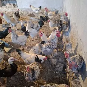 satlyk horaz induk ordek