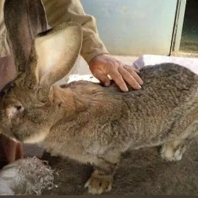 Товшан.Великан.