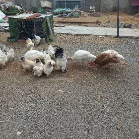 БАЛГАР ЙУМУРТГА ЯЙЦА