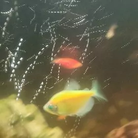 рыбки Теренций