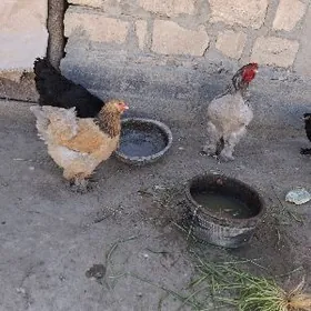 Brama towuk ýumurtgasy