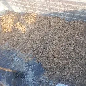 Balyk sygyr goyun im