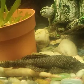 Сомики анциструсы