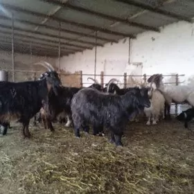 Ekiz owlakly geçiler