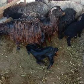 Owlakly geci guzuly goyyn