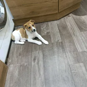 девочка в добрые руки