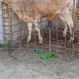 ARGINAL ŞWES ÖKÜZ