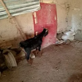 doğ Erkeç bilen owlakly geci