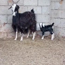 ÝAŞ OWLAKLİ GEÇİ